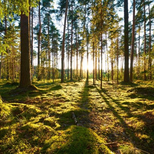 fotolia-92027264european-day-forest-green-forest